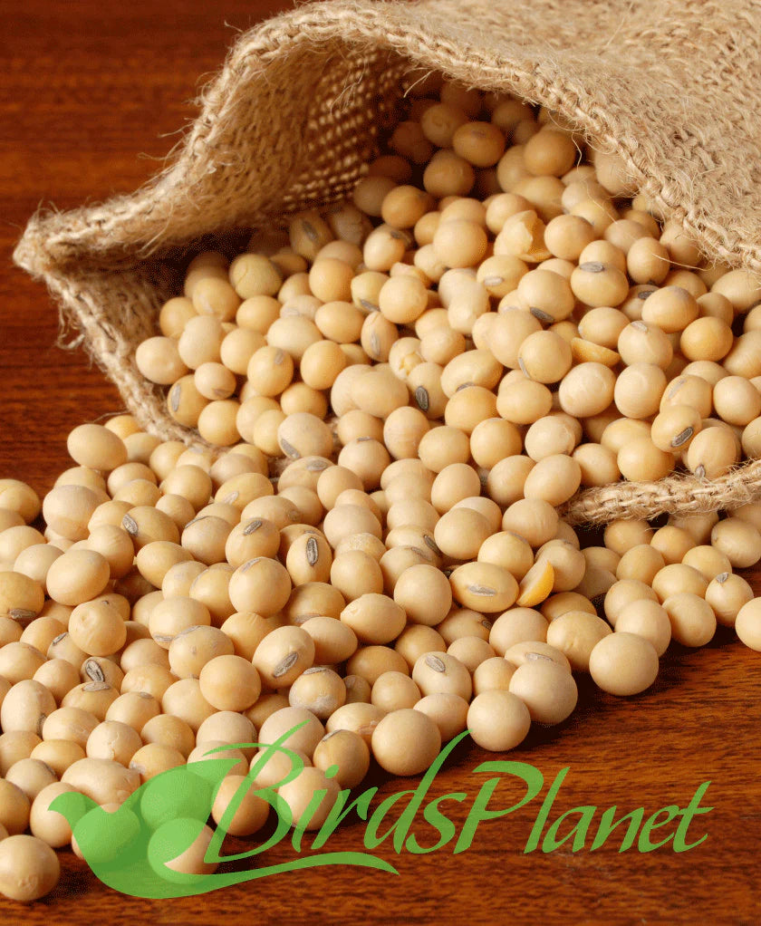 Soyabean Seeds