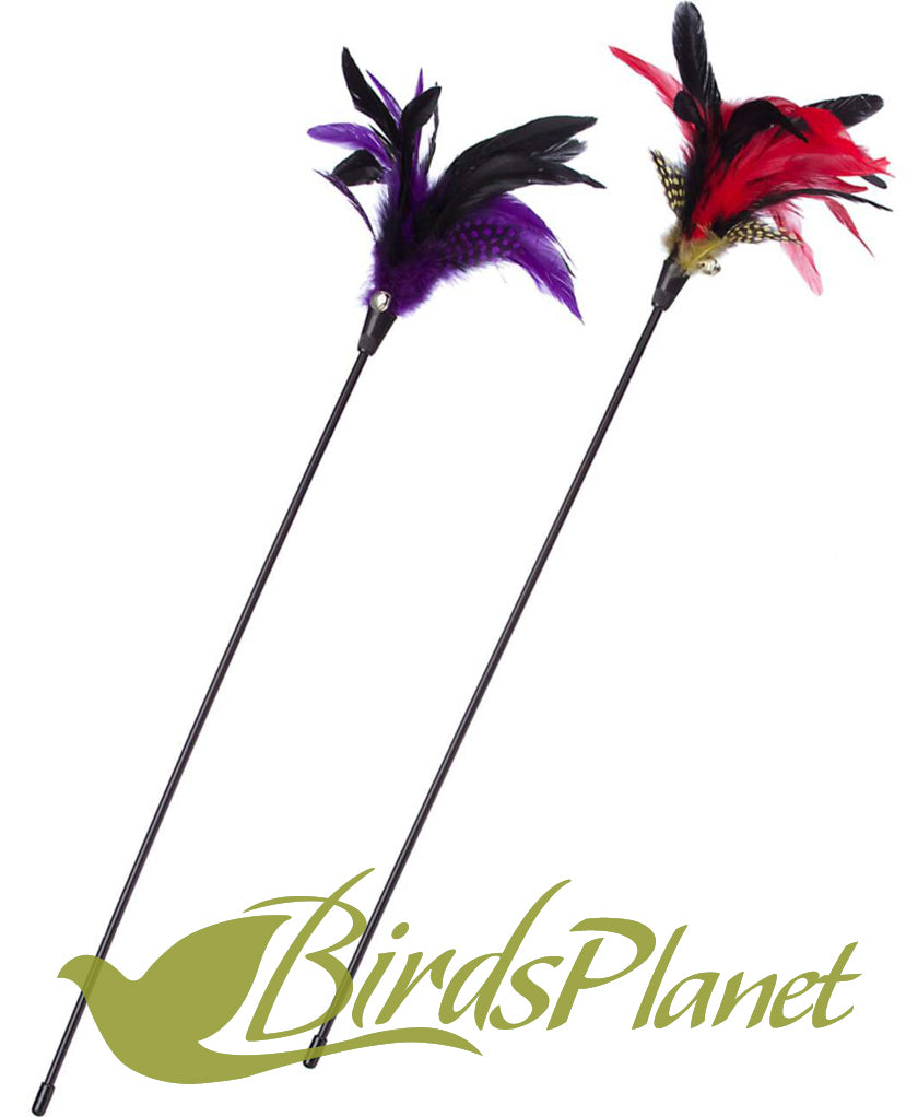 Birds Feather Stick Birds Planet