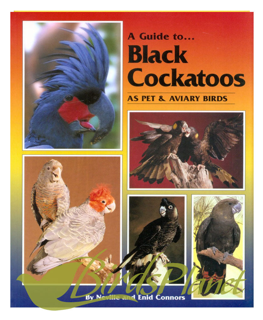 A Guide to Black Cockatoos as Pet and Aviary Birds