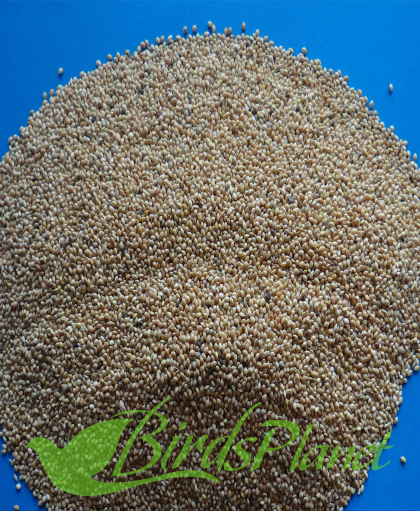 Gol Kagni - Yellow millet- گول کنگنی