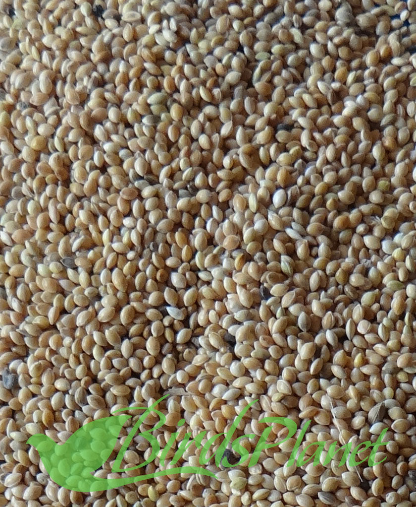Cheena - broomcorn millet چینا