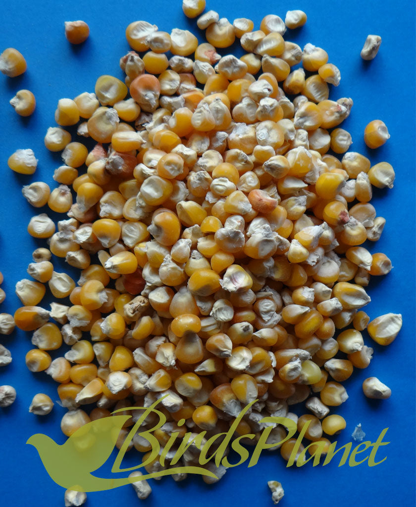 Corn مکی