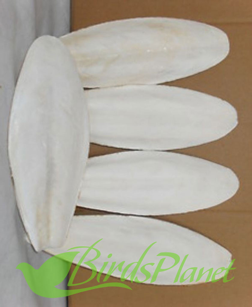 Cuttlefish Bone Full Size