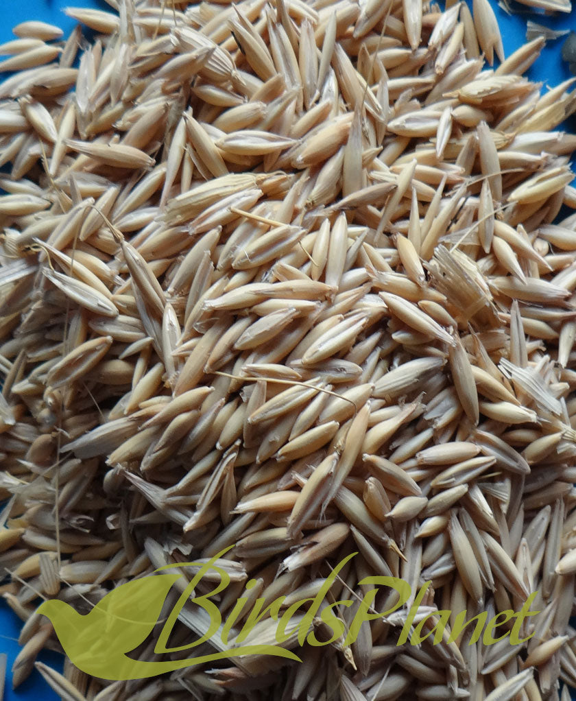 Javi - Oat Seed - جوی