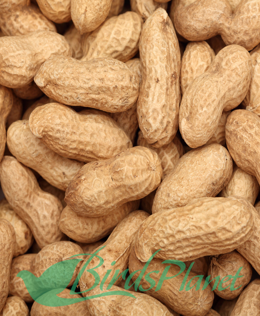 Peanut - مونگ پھلی