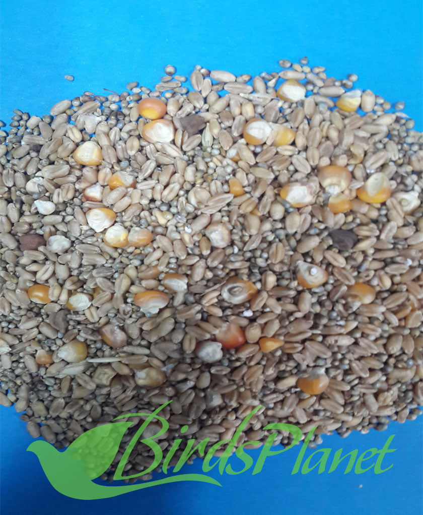 pigeon seed - Kabootar Seed کبوتر دانہ