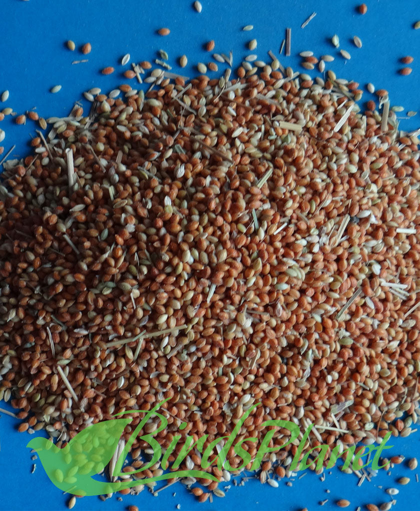 Lal Kangni - Panicum red لال کنگنی