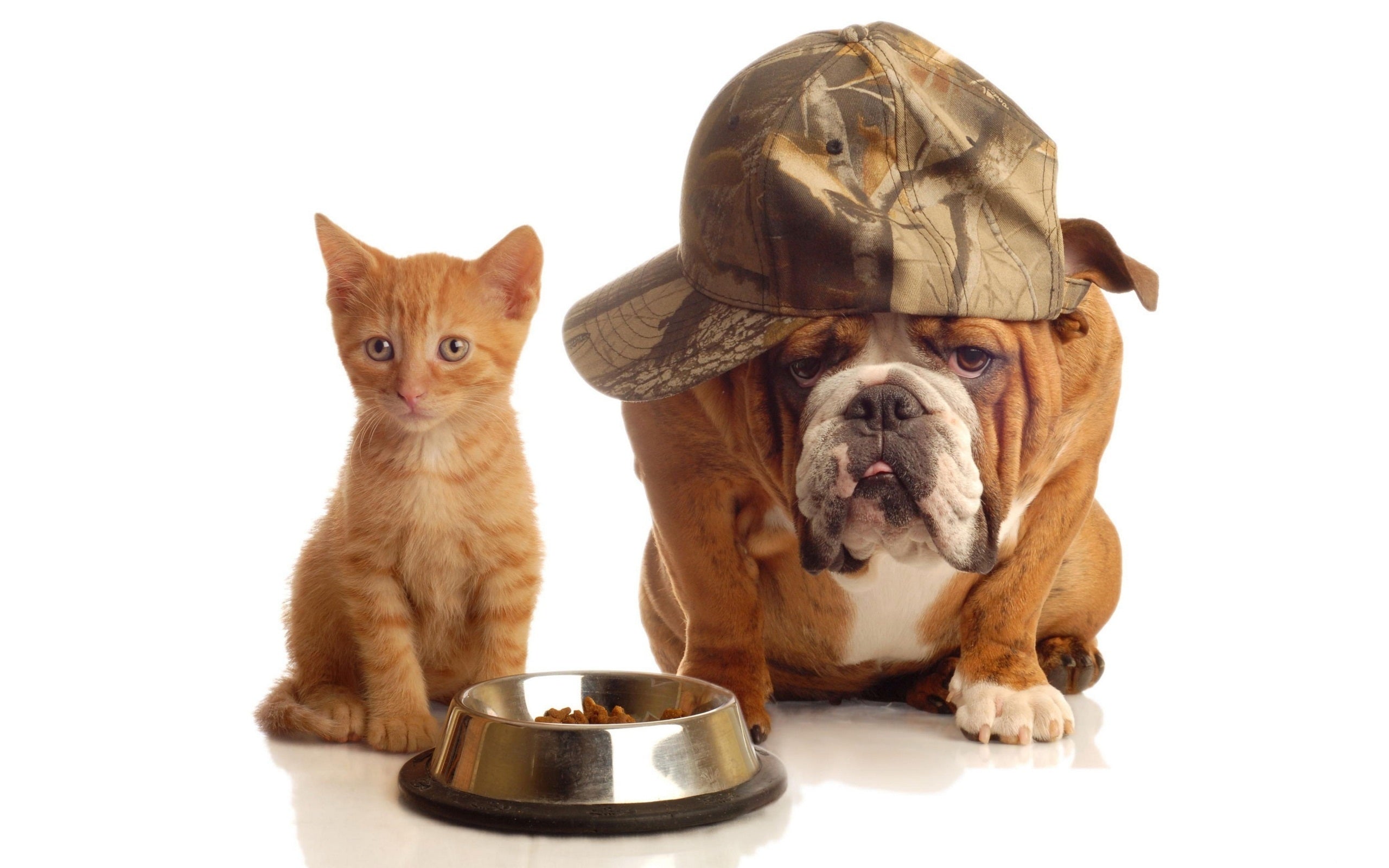 Dog Food and Accessories