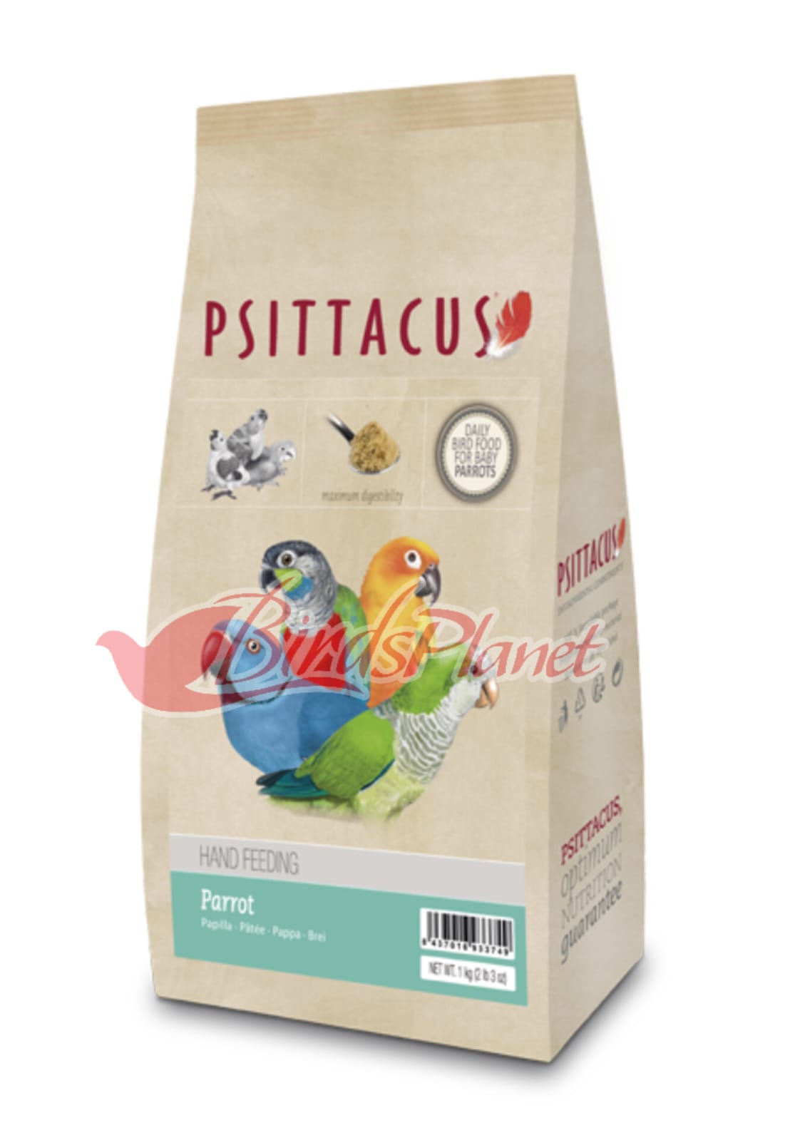 Psittacus parrot HAND FEED