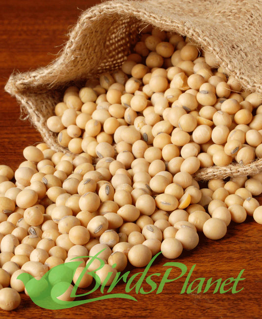 Soyabean Seeds
