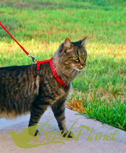 Cat Control Harness and Leash Collar