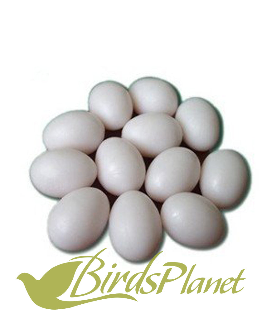 Bird Dummy eggs