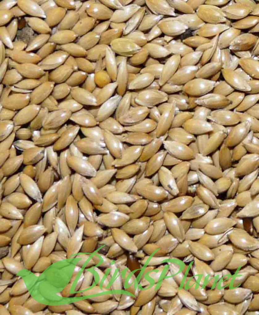 Canary Seed – Birds Planet