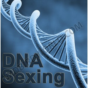 Birds DNA Sexing