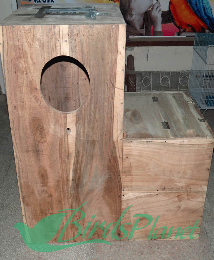 Breeding Box for Macaw – Birds Planet