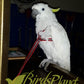 Adjustable Parrot Harness