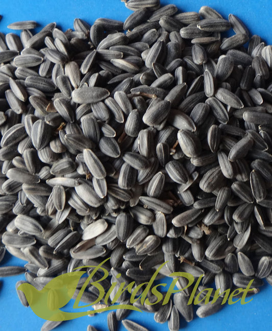 Sunflower Seeds