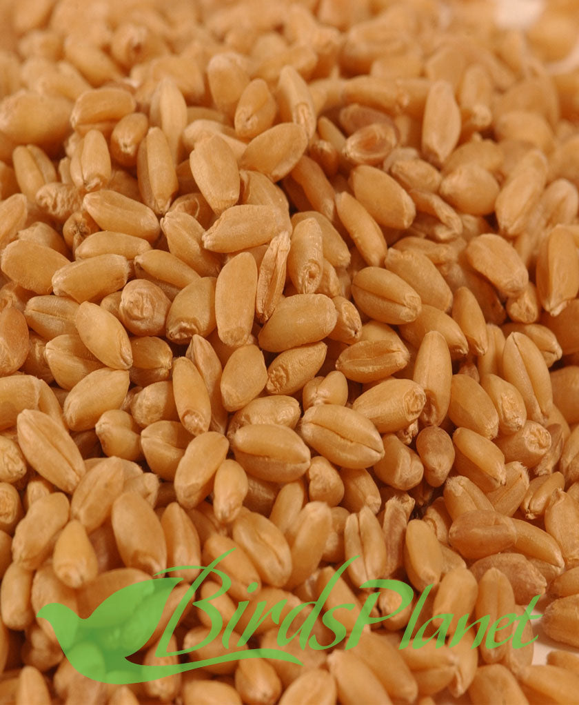 Gandum - Wheat گندم